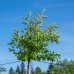 Višňa chĺpkatá (Prunus subhirtella) ´AUTUMNALIS ROSEA´ - výška: 200-250 cm, obvod kmeňa: 6/8 cm, kont. C15L